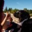perro disfruta del verano junto a su dueño