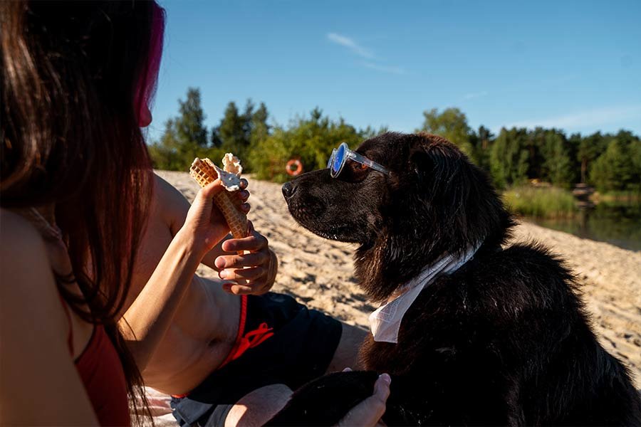perro disfruta del verano junto a su dueño